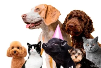Скидка владельцам более 5 питомцев на ветеринарные услуги